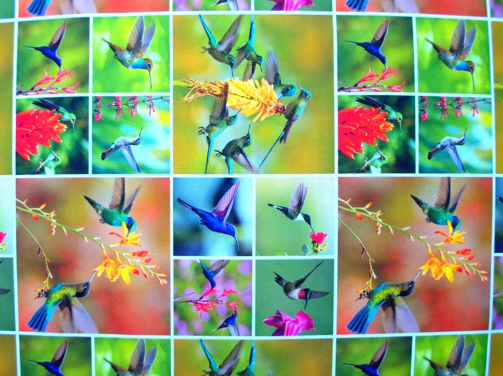 Kočíkovina farebná "kolibrík"