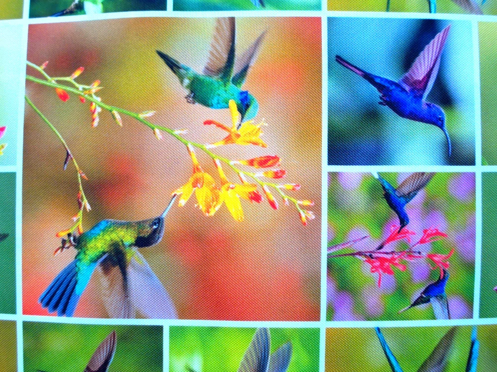 Kočíkovina farebná "kolibrík"