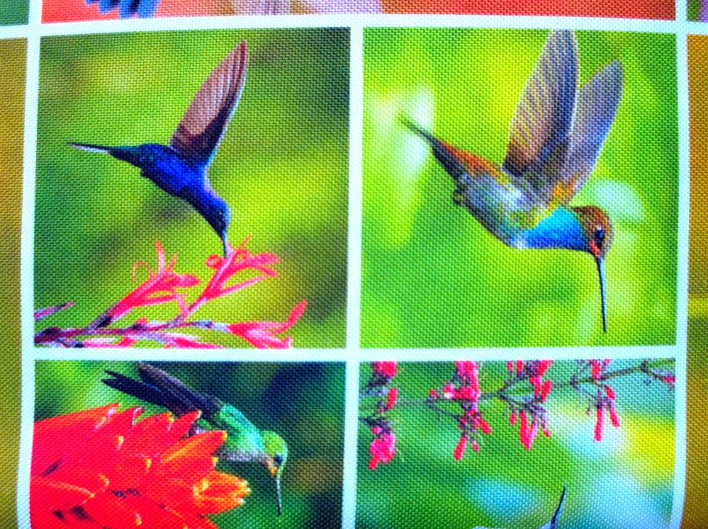 Kočíkovina farebná "kolibrík"