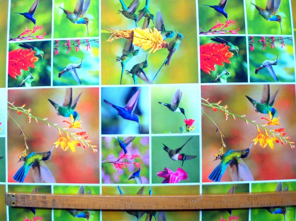 Kočíkovina farebná "kolibrík"