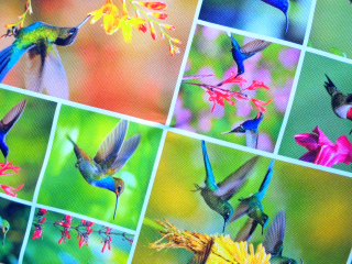 Kočíkovina farebná "kolibrík" 