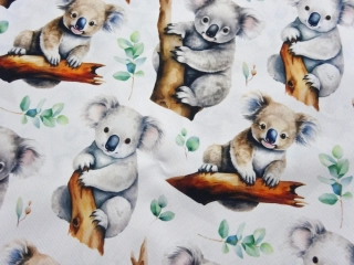 Kočíkovina biela "koala" 